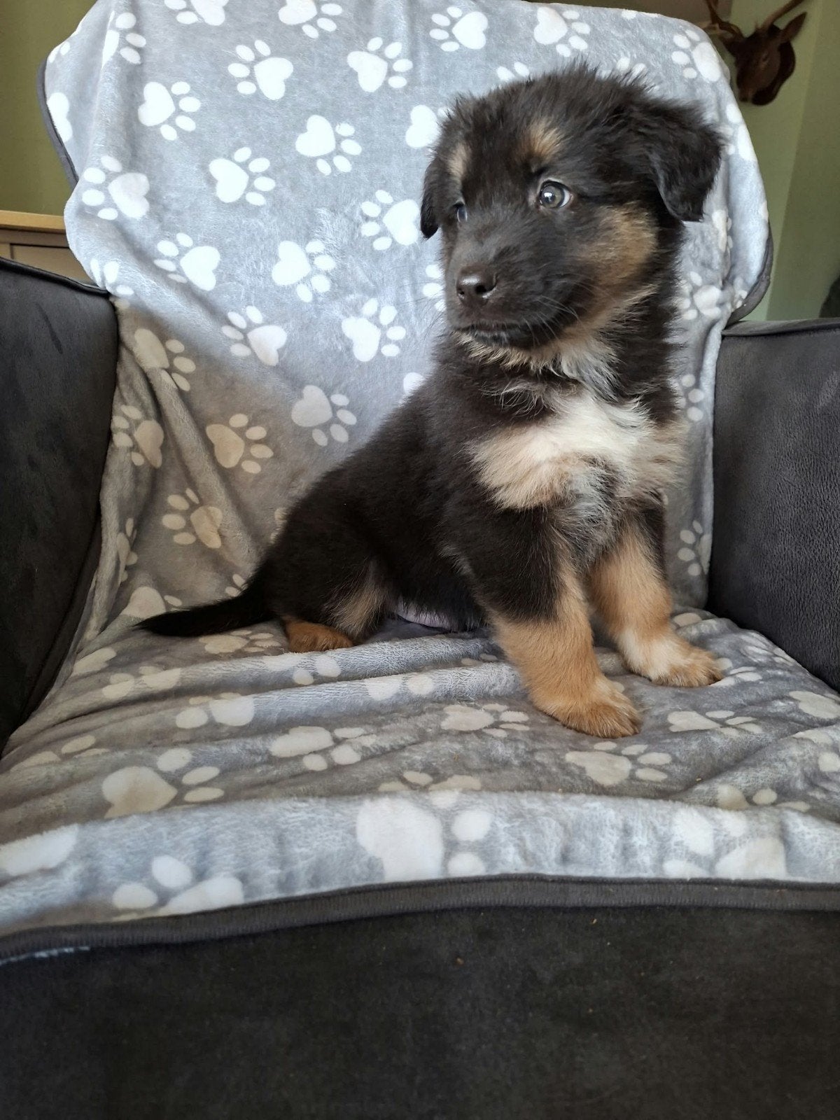 Prachtige Australische Shepherd pups, Nederland, 8 tot 15 weken, Meerdere, Meerdere dieren