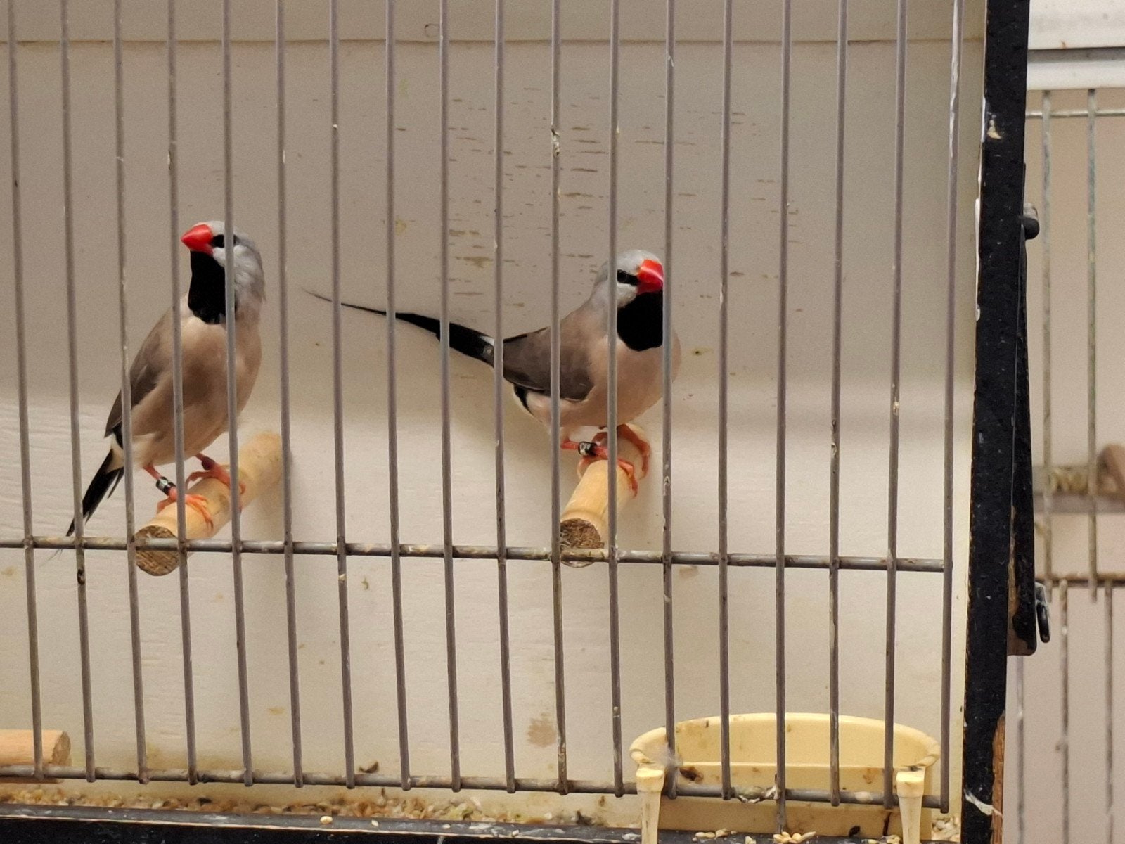 Koppel spitsstaartamadines, Dieren en Toebehoren, Meerdere dieren, Tropenvogel, Geringd