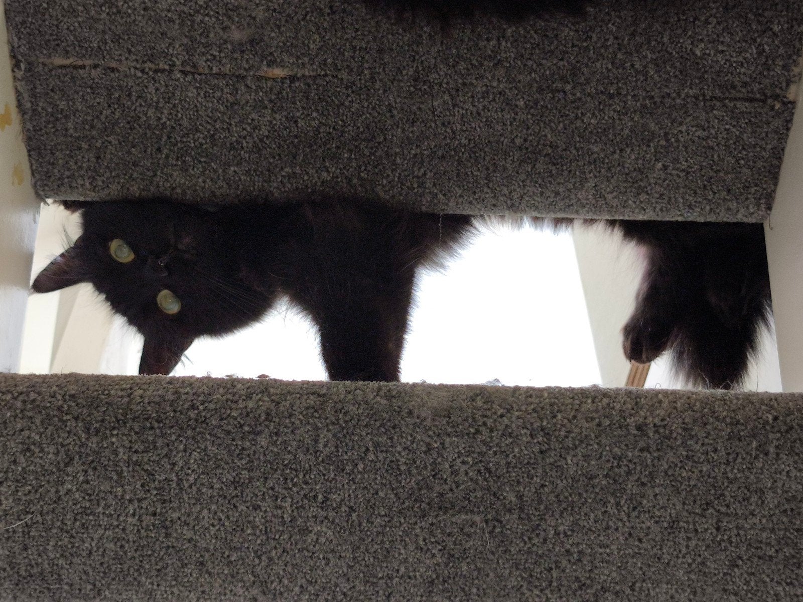 herplaatsing: Poes Loki, Dieren en Toebehoren, Ophalen