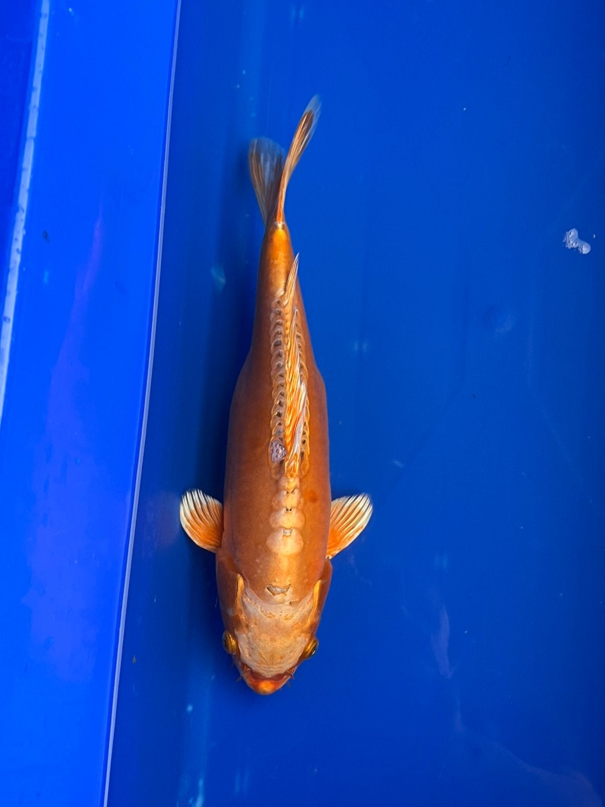 Mizuho Ogon, Karper of Koi
