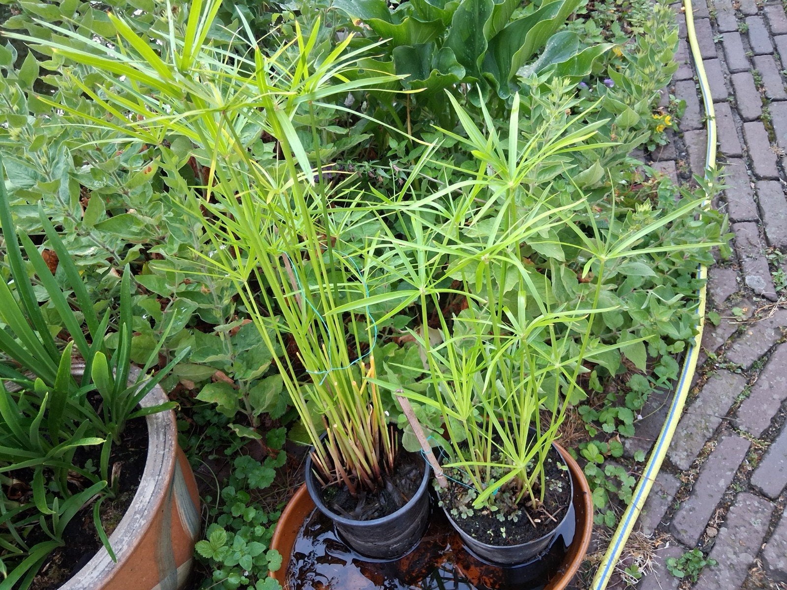 papyrus in drie maten, Tuin en Terras, Planten | Tuinplanten, Ophalen of Verzenden, Overige soorten, Volle zon