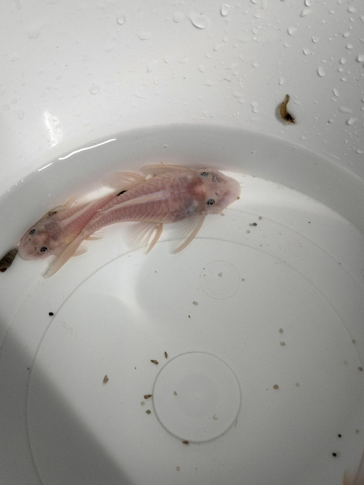 Kweekgroep Snow White Ancistrus met pigment, Vis