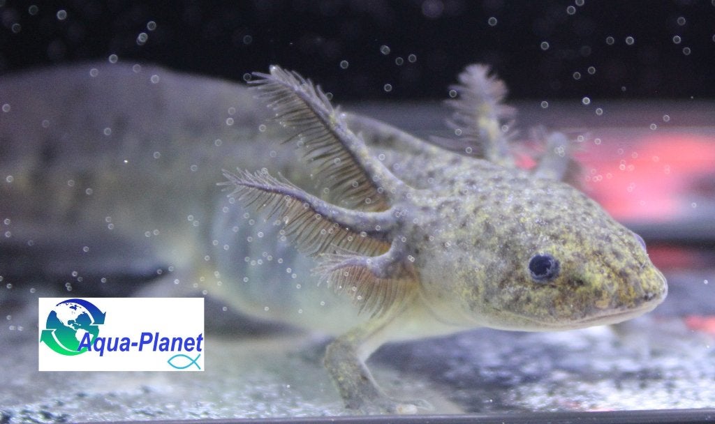 Axolotl - Melanoid (Augustus Actie!!! €14,99 pst), Amfibie, Tam, 0 tot 2 jaar