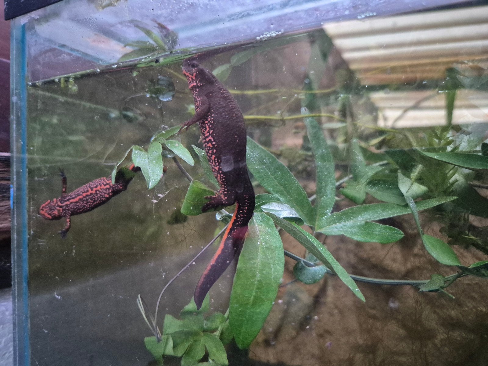 Nakweek cynops pyrrogaster, sasayamae vorm., 0 tot 2 jaar