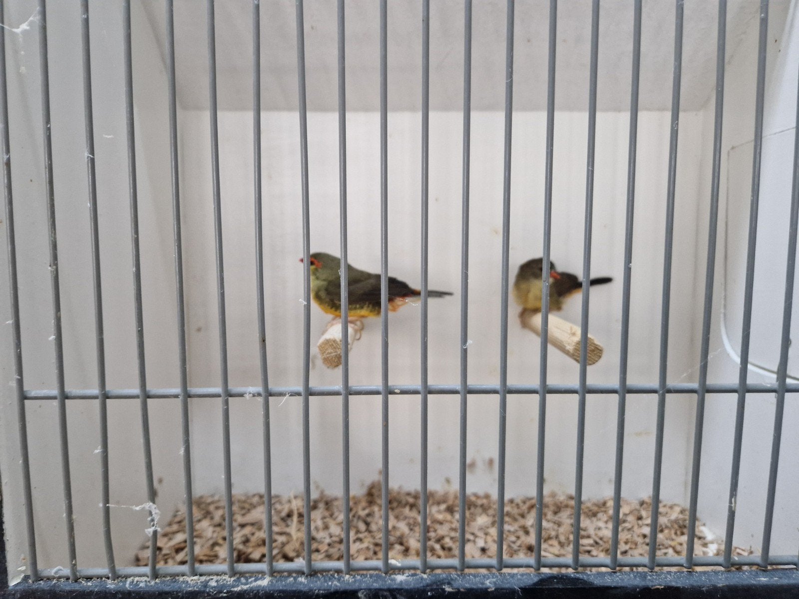 koppel goudbuikjes, Dieren en Toebehoren, Meerdere dieren