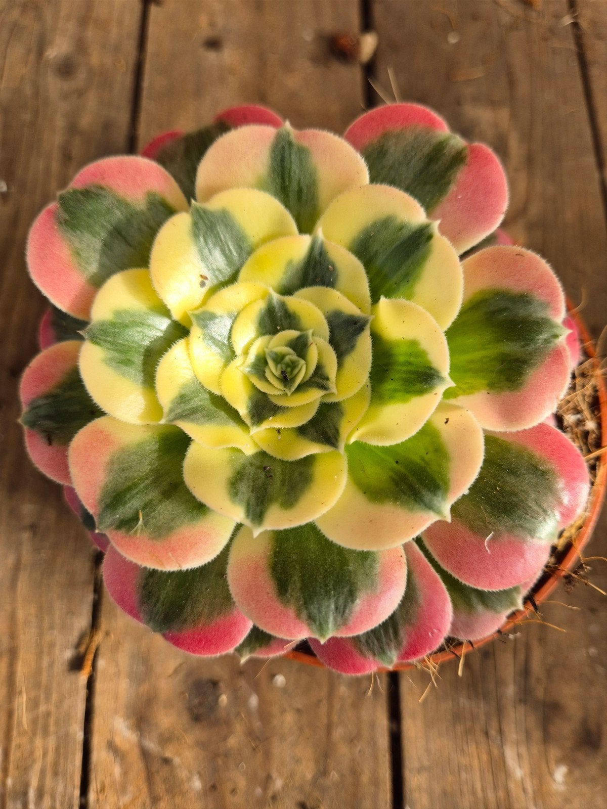 Aeonium p10 (8)