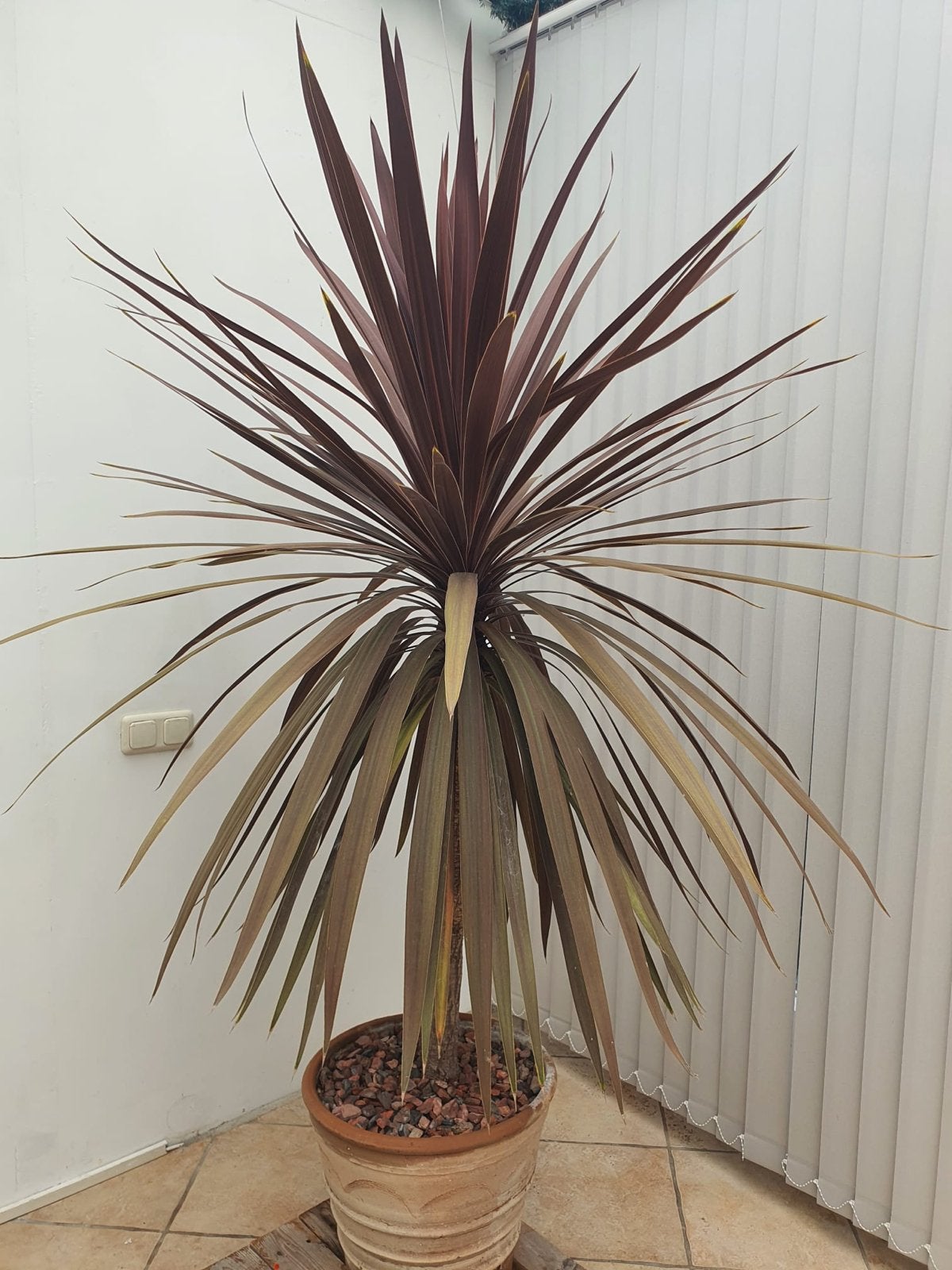 Cordyline Australis Robusta- Rode Koolpalm, Tuin en Terras, Volle zon, Vaste plant, Bloeit niet, Ophalen