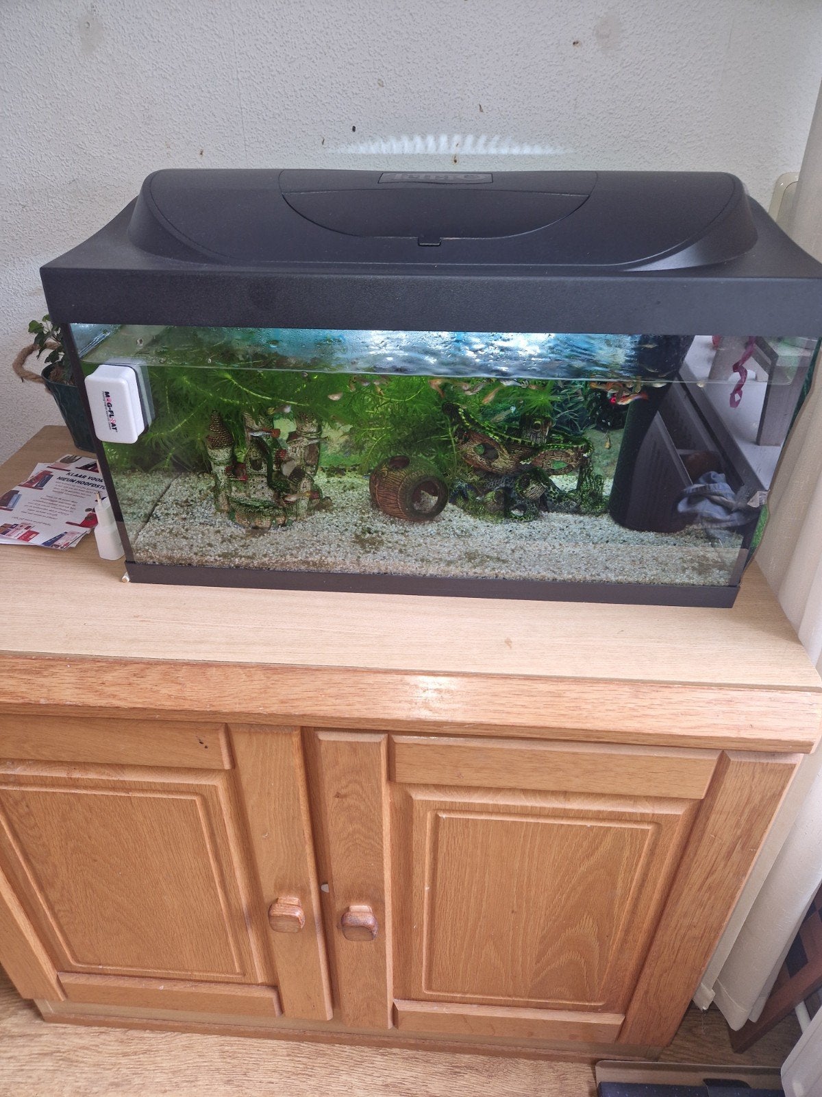 Compleet  aquarium  met veel guppen, Ophalen