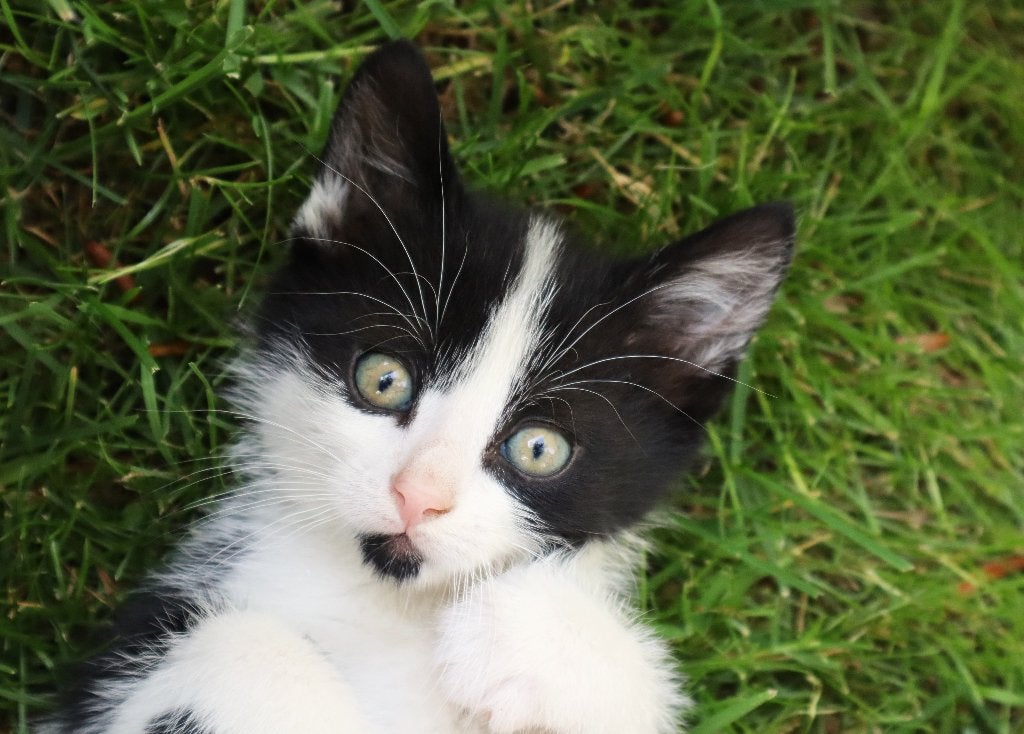 Nog 2 te lieve kittens beschikbaar! Zwartwit, poes en kater, Dieren en Toebehoren, Katten en Kittens | Overige Katten, Meerdere dieren