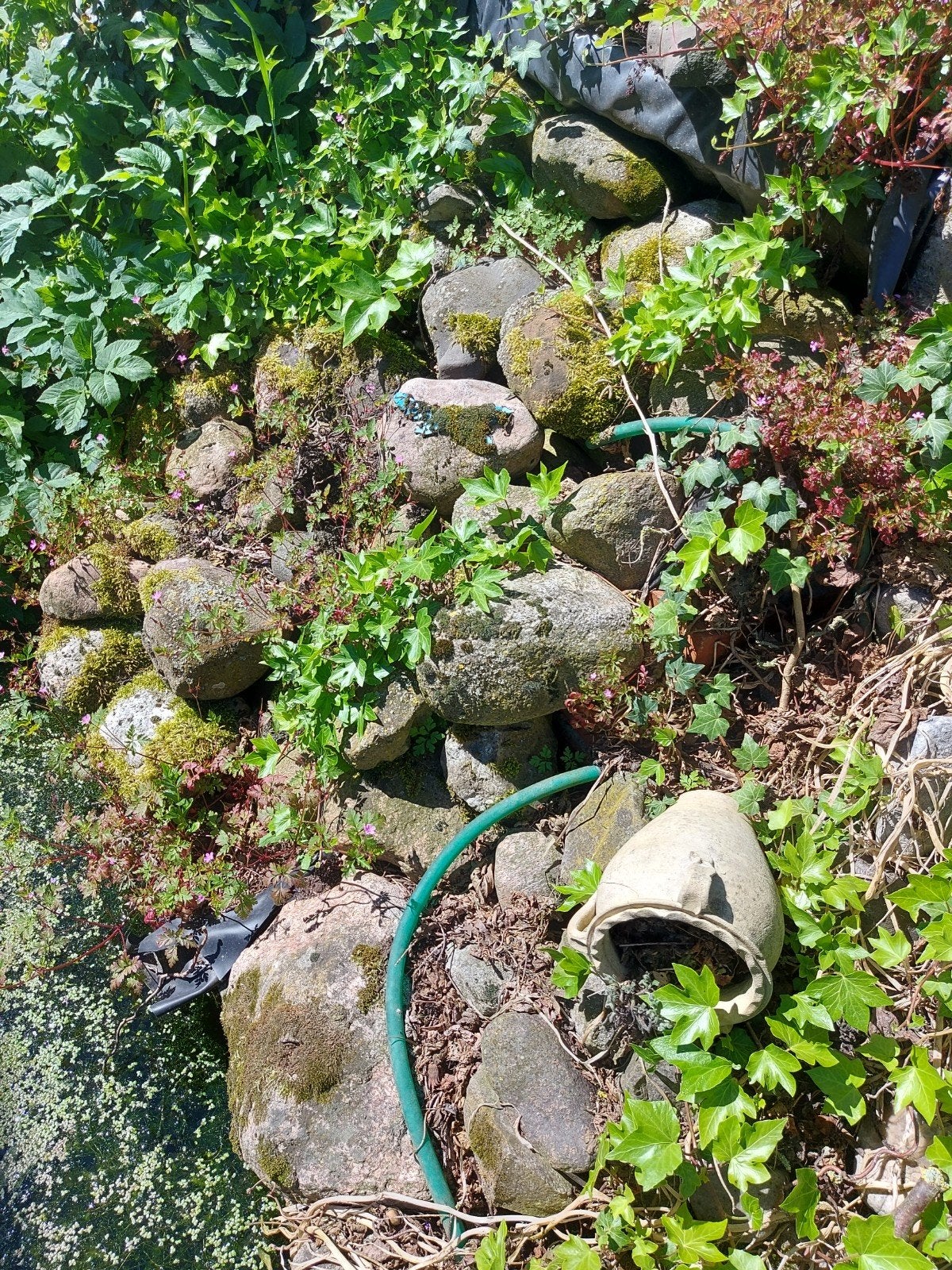 Natuurlijke vijverrandstenen en planten, Tuin en Terras, Vijvers, Ophalen of Verzenden, Gebruikt