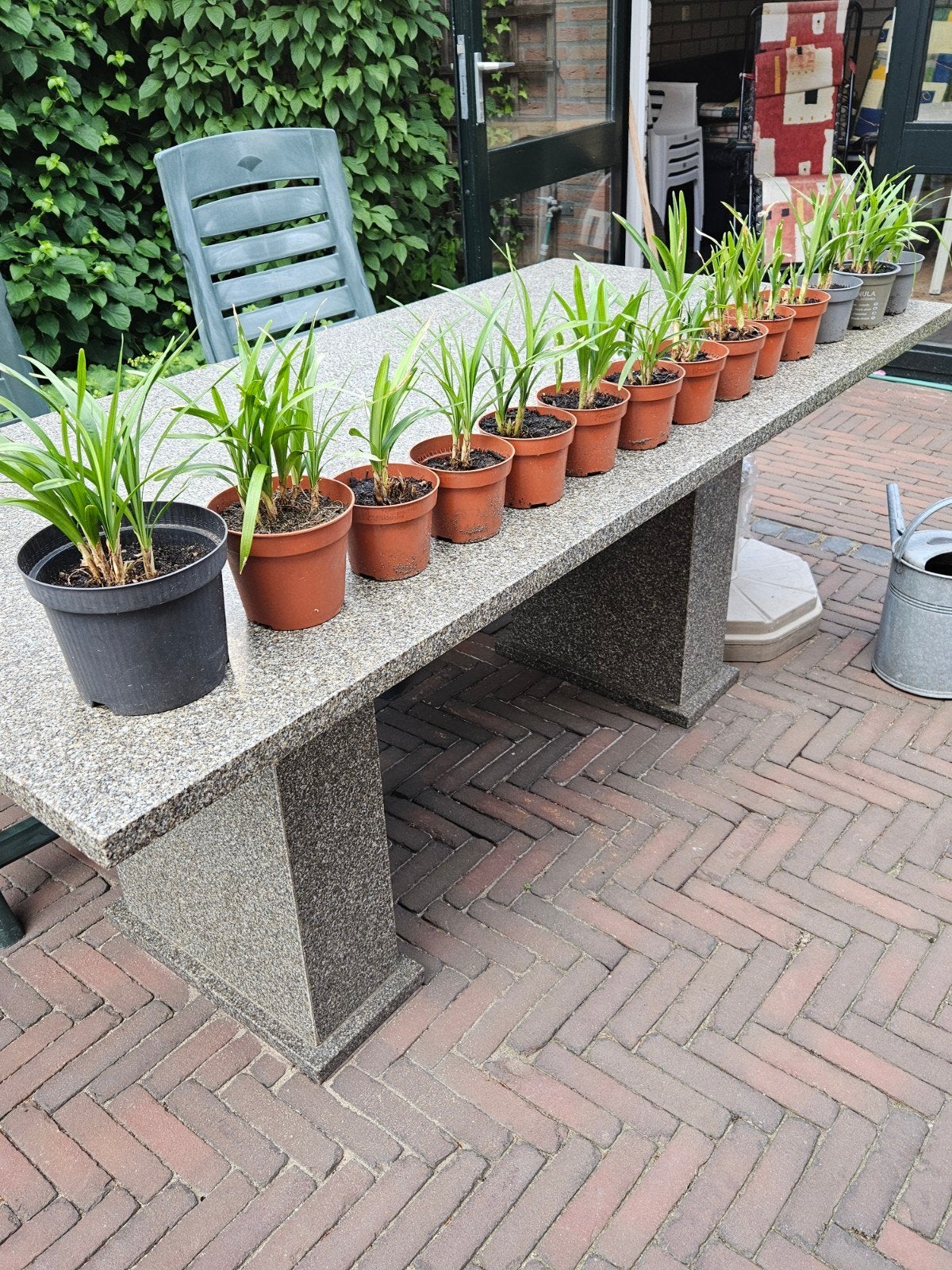 Volop Liriope muscari =leliegras, Tuin en Terras, Planten | Tuinplanten, Ophalen, Herfst, Bodembedekkers, Halfschaduw