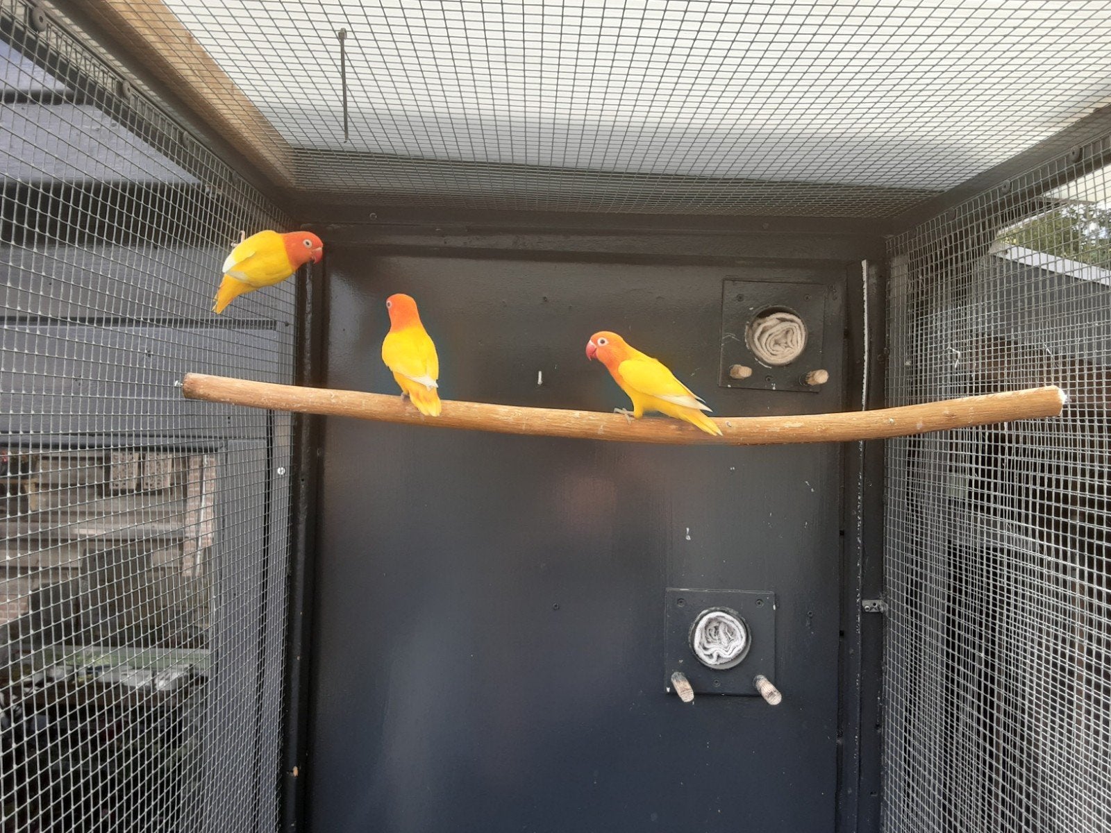 3 opaline lutino fischeri's 1 pop van 2025 en 2 van 2026, Dieren en Toebehoren, Vogels | Parkieten en Papegaaien, Meerdere dieren