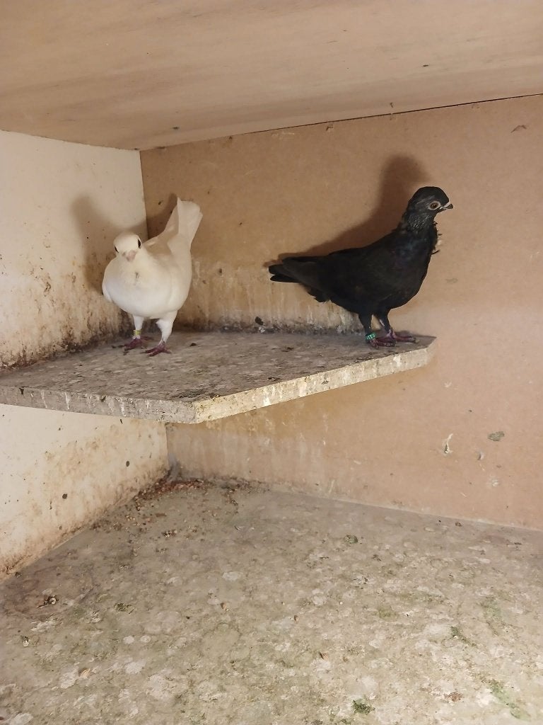 figarita duiven, Dieren en Toebehoren, Meerdere dieren, Postduif