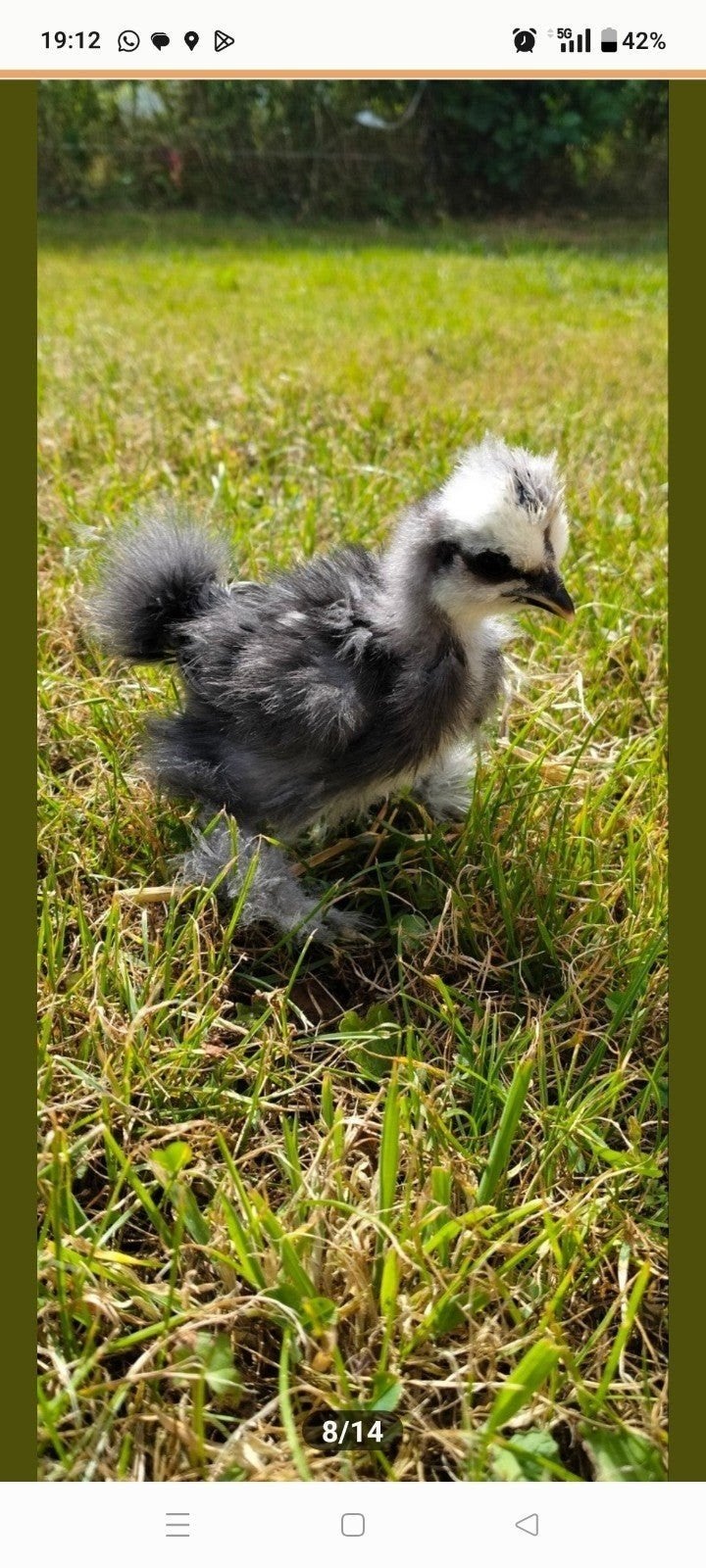 USA Zijdehoen koppel, Meerdere dieren, Kip
