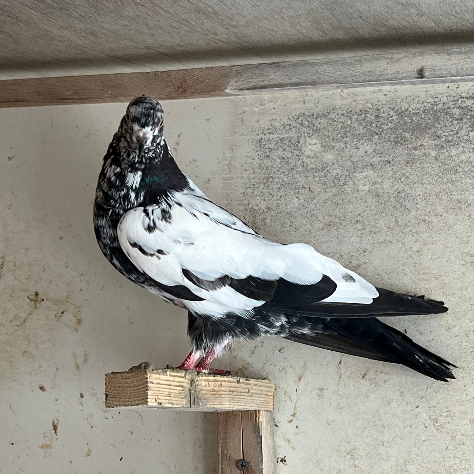 Iraanse Duiven, Dieren en Toebehoren, Vogels | Duiven, Meerdere dieren, Postduif