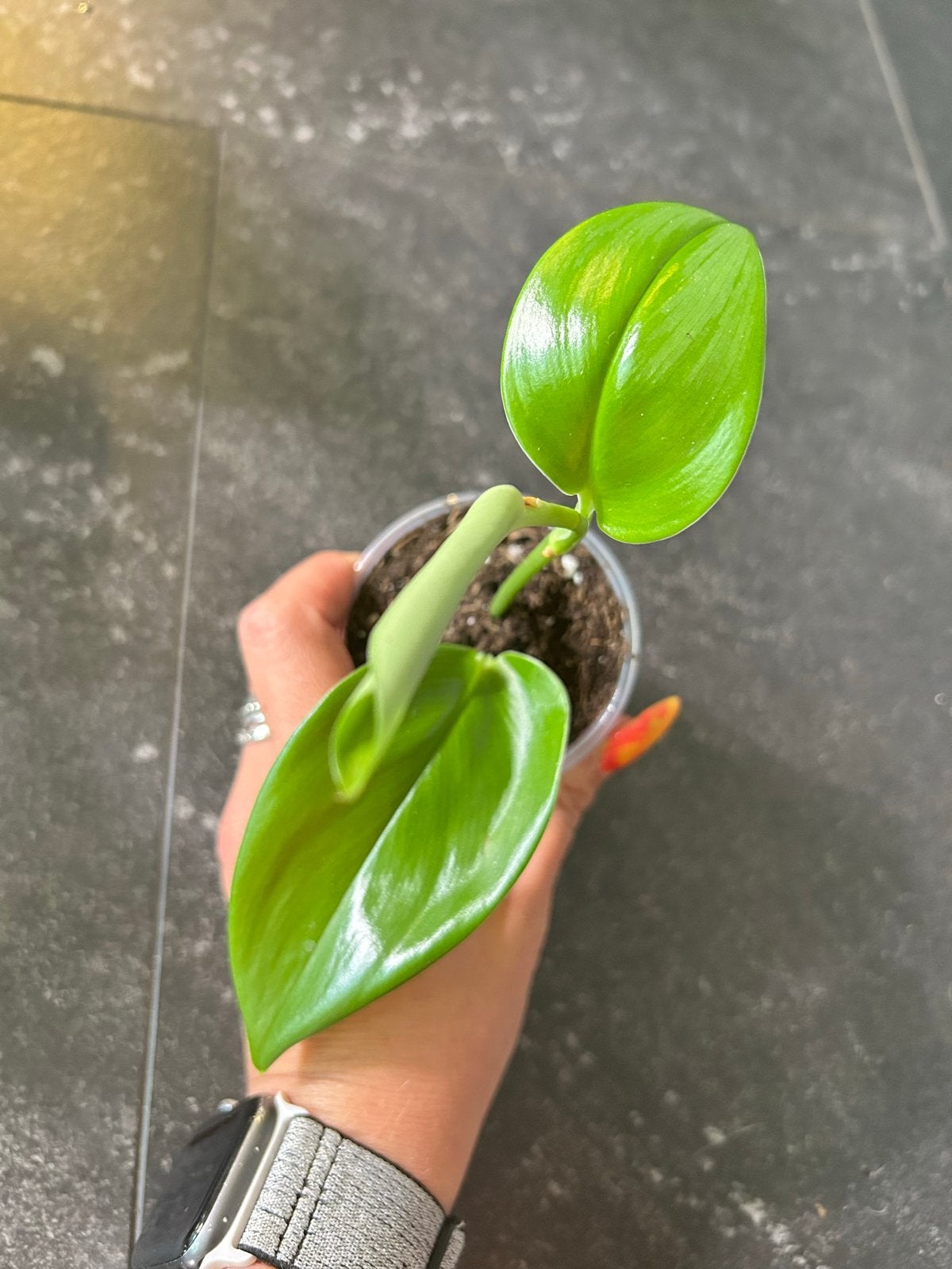 Scindapsus treubii Moonlight - Zeldzame kamerplant, Ophalen of Verzenden, Halfschaduw, Minder dan 100 cm