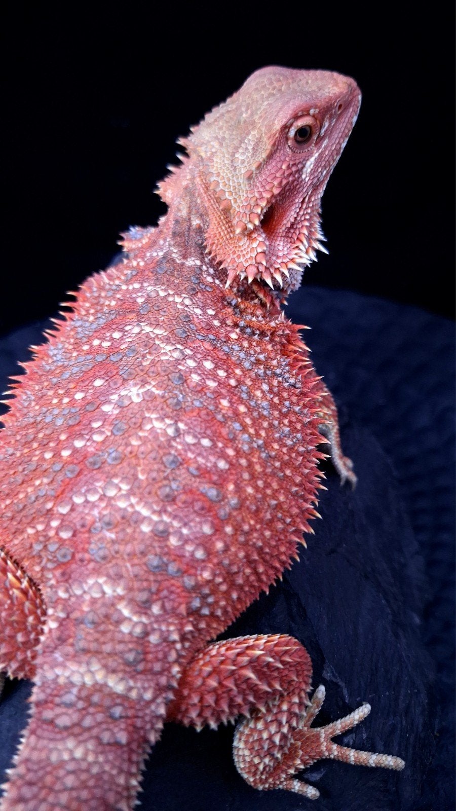 Baardagaam Vrouwen Red Hypo Blue Bar

Red Hypo
Re Bearded Dragon photo 16