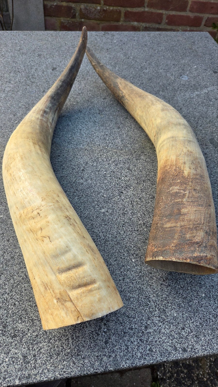 Mooi groot  Afrikaanse buffel horn, Ophalen of Verzenden