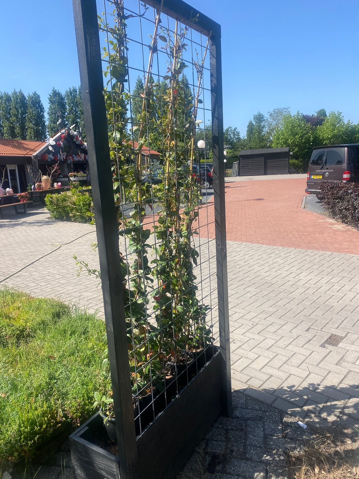 Toscaanse jasmijn 175/200 cm €29,95 pst, Ophalen of Verzenden, Overige soorten, 100 tot 250 cm