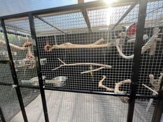 Op zoek naar een mini paradijsje voor uw geliefde vogel?, Dieren en Toebehoren, Vogels | Parkieten en Papegaaien, Mannelijk, Parkiet