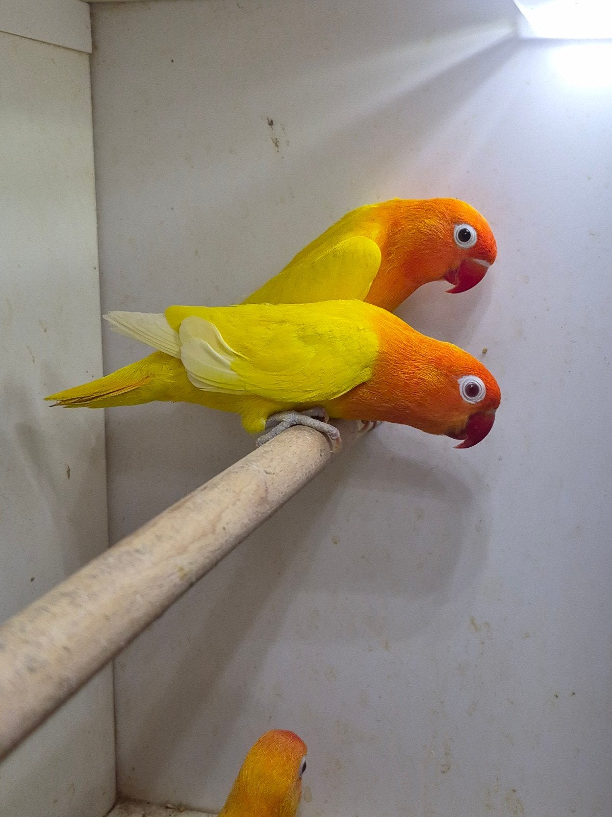 Broedrijp koppel fischeri agapornis lutino x gele zwart oog, Meerdere dieren, Dwergpapegaai of Agapornis, Geringd