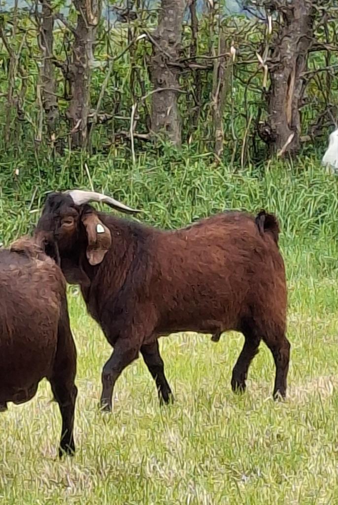 Red Kalahari bok, Mannelijk, Geit, 0 tot 2 jaar