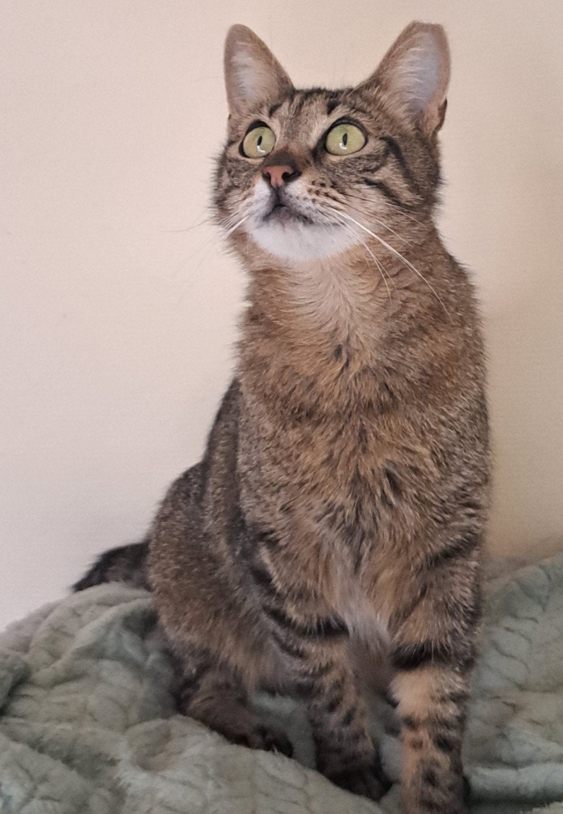 Didi een prachtige lieve poes van 3jr, Poes, Kortharig, 3 tot 5 jaar