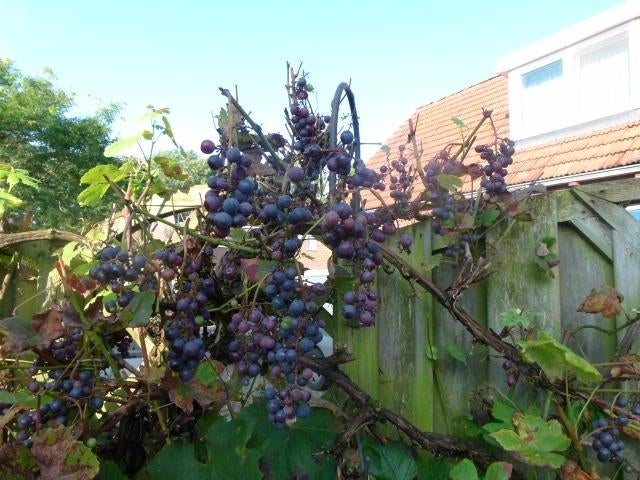 Druif (riesling rot) in pot, Minder dan 100 cm, Lente, Overige soorten, In pot