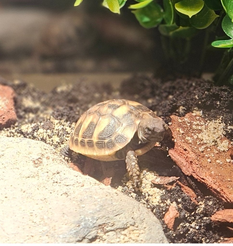 Griekse landschildpadjes met compleet terrarium Tortoise - unknown for sale from Edwin