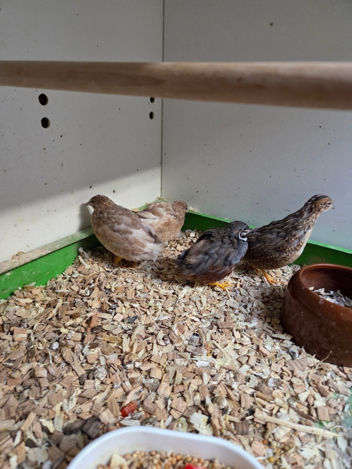 Dwergkwartels, Meerdere dieren