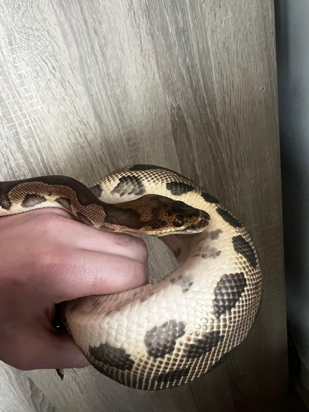 Proven breeder Leopard Clown mannetje koningspython Ball Python photo 3