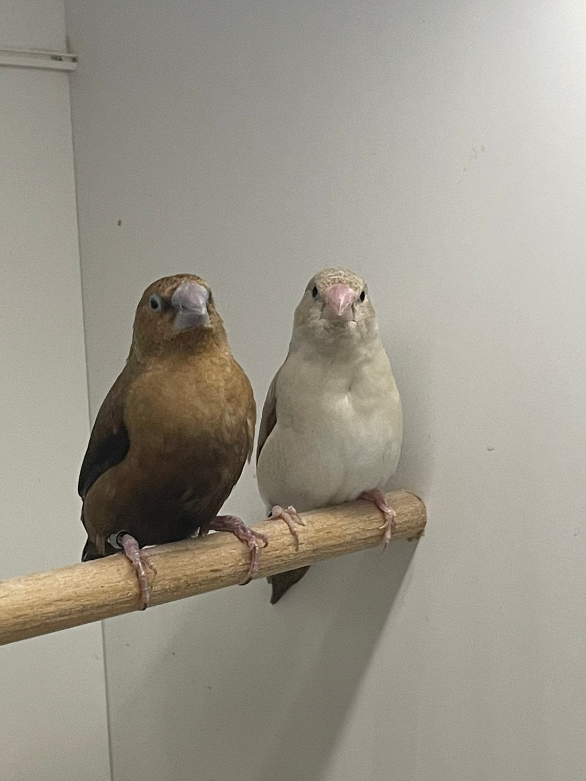 Koppel zilverbekjes, Meerdere dieren