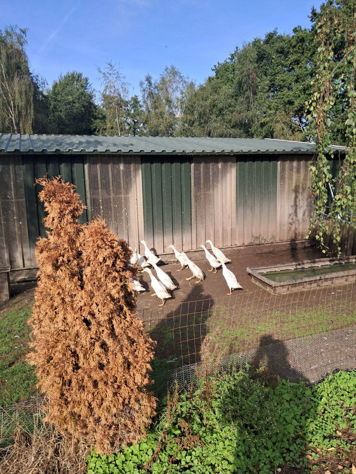 loopeenden en krombekeenden, Meerdere dieren, Eend
