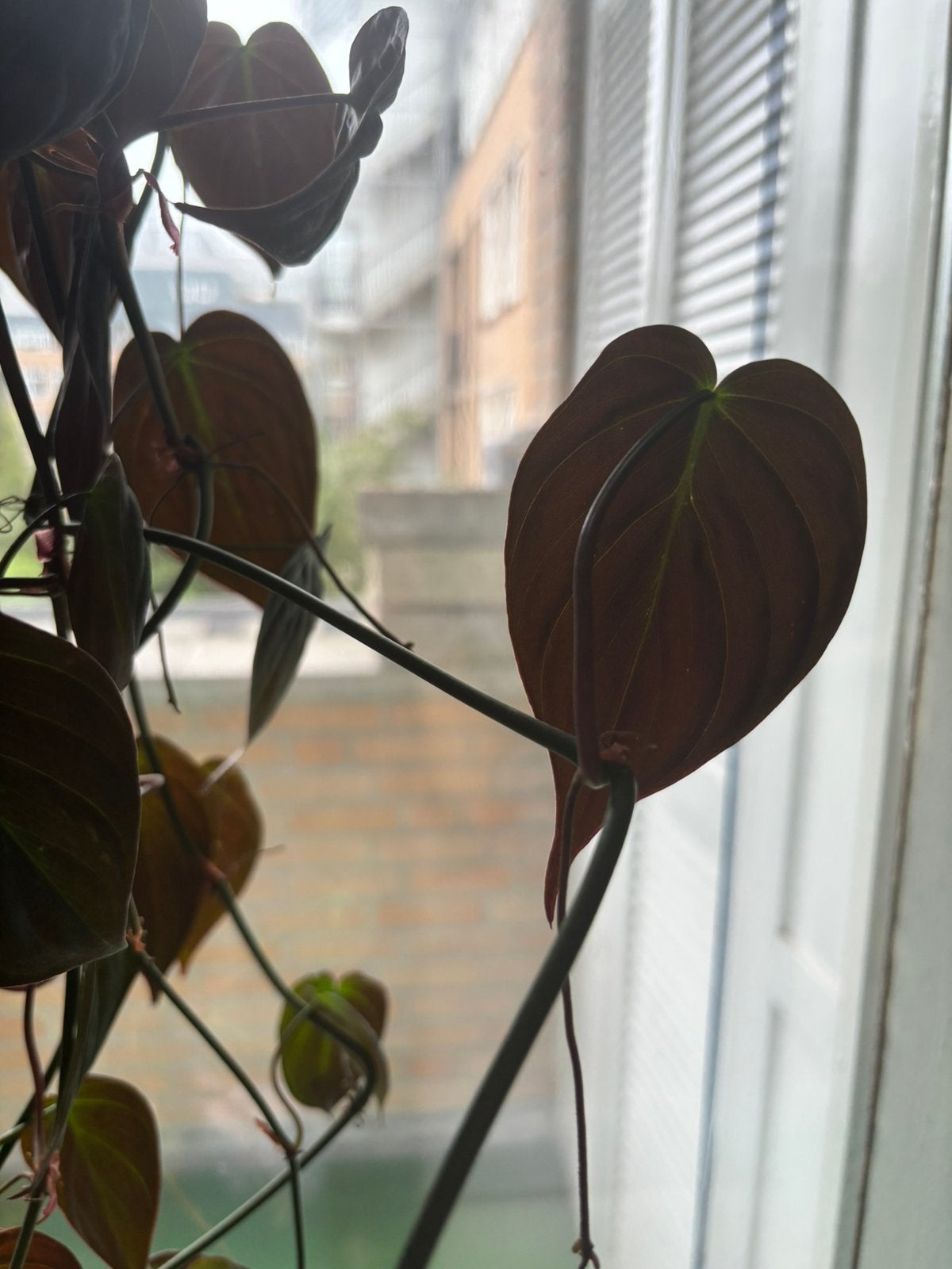 Stekken van Philodendron (Micans), Ophalen, Halfschaduw, Minder dan 100 cm