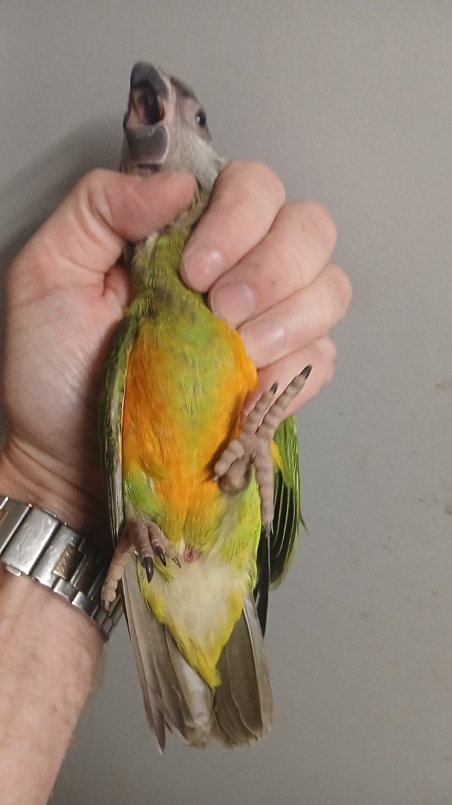 0-2  bonte boeren 2026, Dieren en Toebehoren, Vogels | Parkieten en Papegaaien, Vrouwelijk, Dwergpapegaai of Agapornis, Geringd
