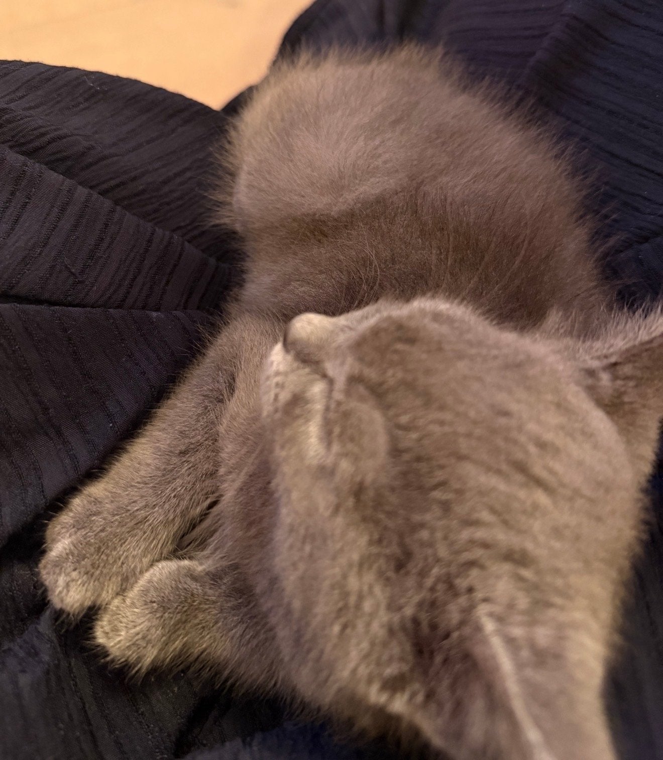 Kitten te koop