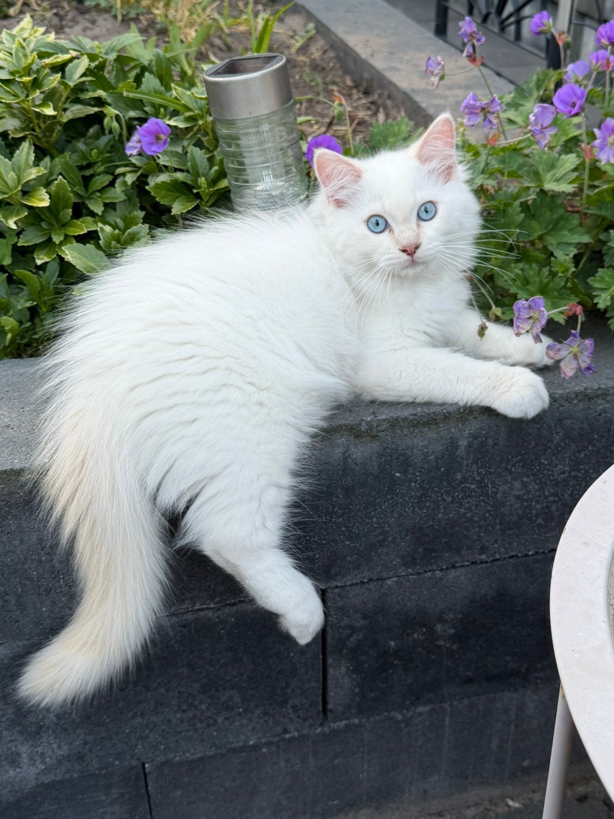 Ragdoll kittens met stamboom geteste ouders MOGEN VERHUIZEN, Meerdere dieren, Met stamboom, 0 tot 2 jaar