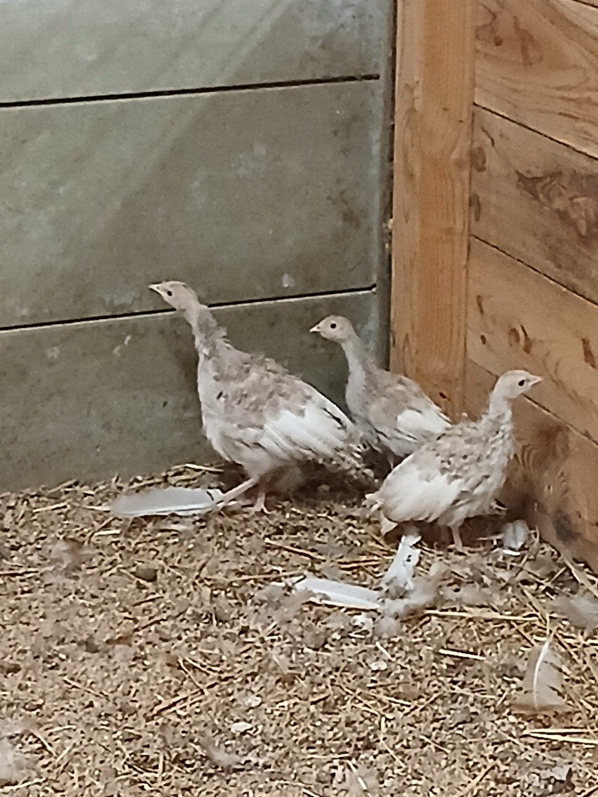 Te koop jonge rode ardenner kalkoenen, Dieren en Toebehoren, Pluimvee, Geslacht onbekend, Kalkoen