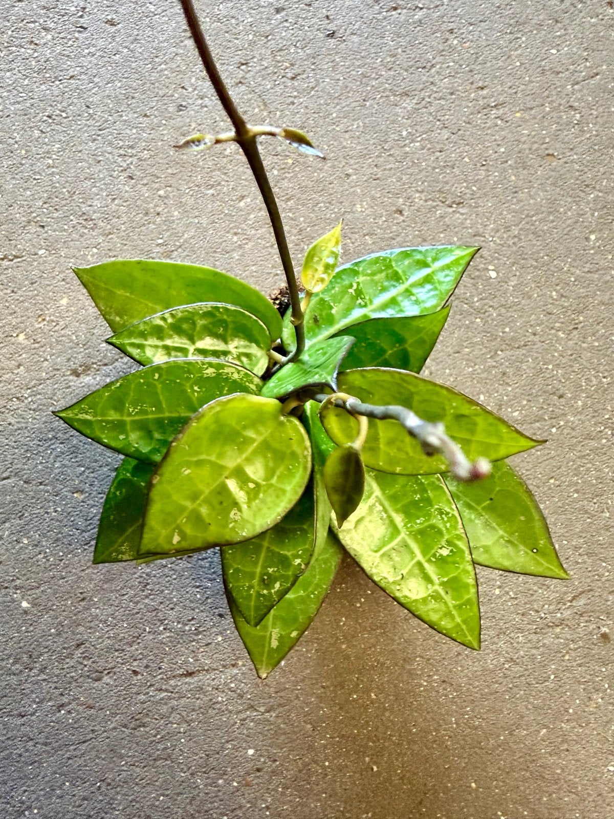 Hoya Black Margin p6, Ophalen of Verzenden