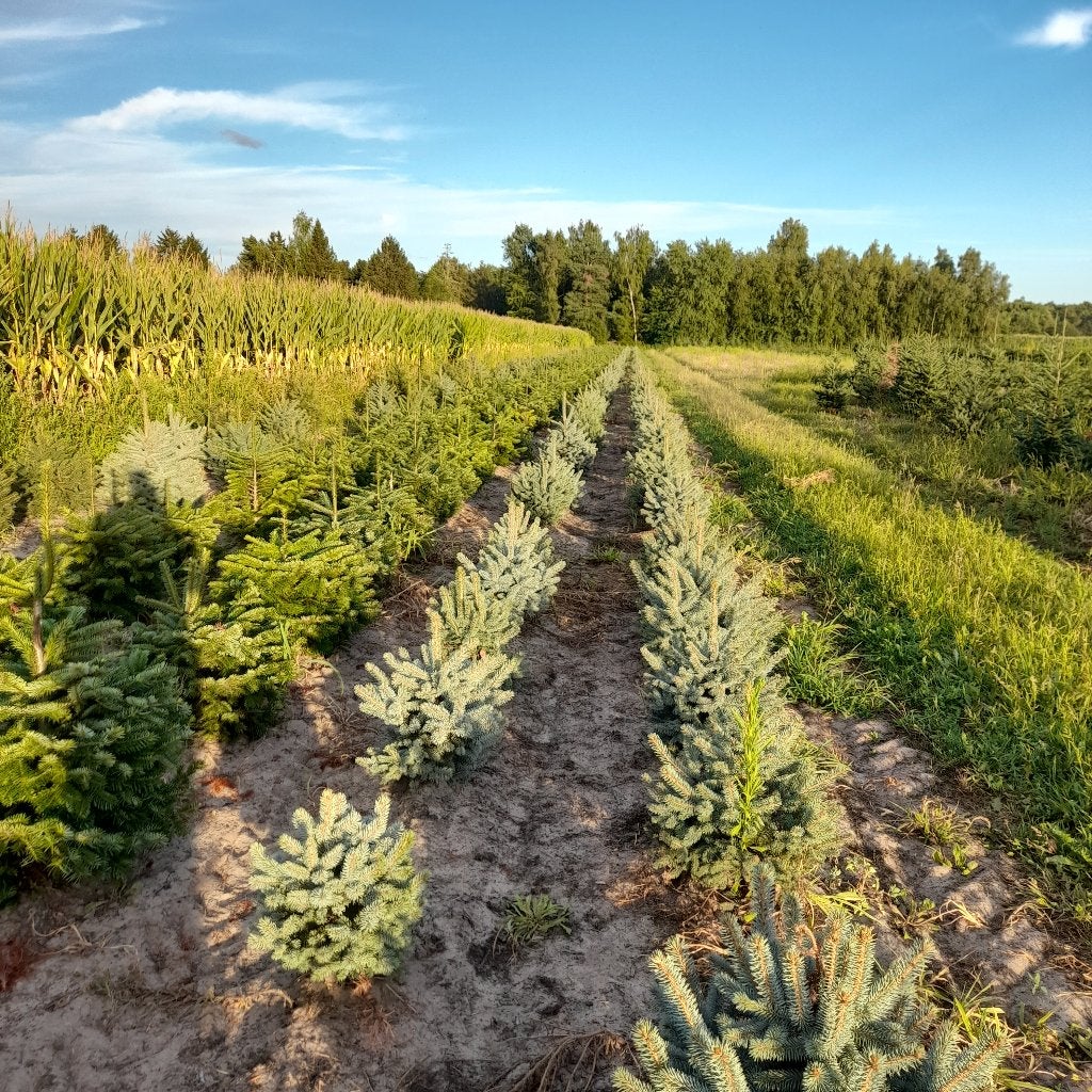 Kerstbomen, Overige soorten, 100 tot 250 cm, Zomer, Ophalen