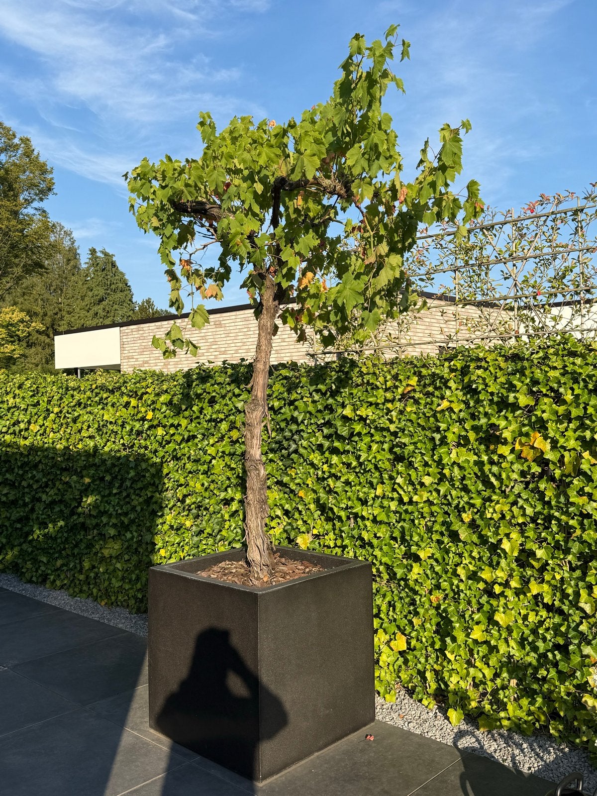 Prachtige druivenboom in pot - Ideaal voor terras of tuin, Leiboom, 250 tot 400 cm, Zomer, Ophalen