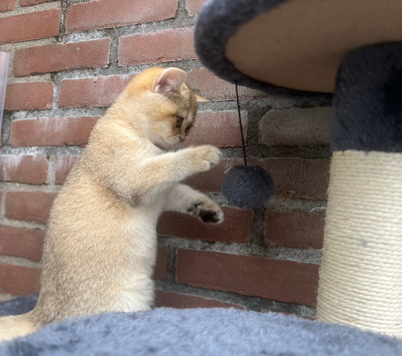 British Shorthair Golden Shaded kittens, ouders met stamboom, Kater, Met stamboom, 0 tot 2 jaar