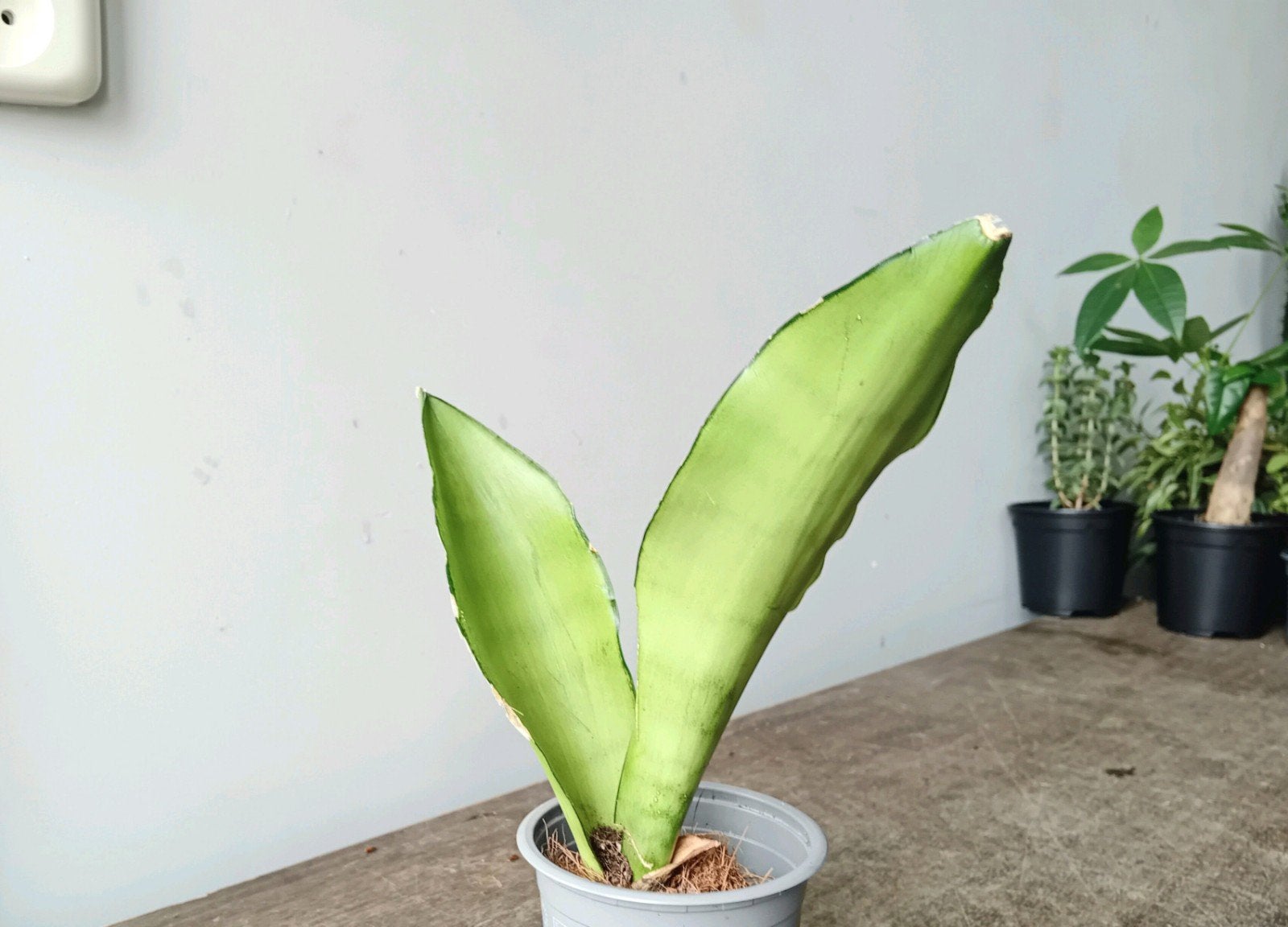Sanseveria moonshine stekje 20cm, Huis en Inrichting, Kamerplanten, Ophalen, Overige soorten, Halfschaduw, In pot