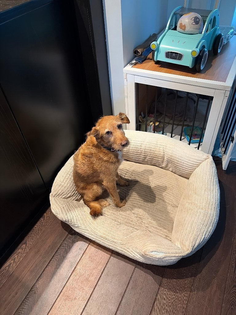 Baasje gezocht voor lieve en waakse Boef, 6 jaar of ouder, Reu, Parvo, Eén hond