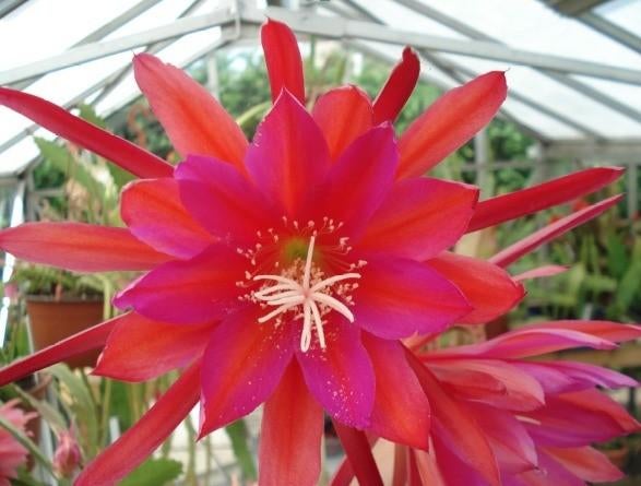 epiphyllum cactus karneval gewortelde stekken, Huis en Inrichting, Minder dan 100 cm, Bloeiende kamerplant, Halfschaduw, Ophalen of Verzenden