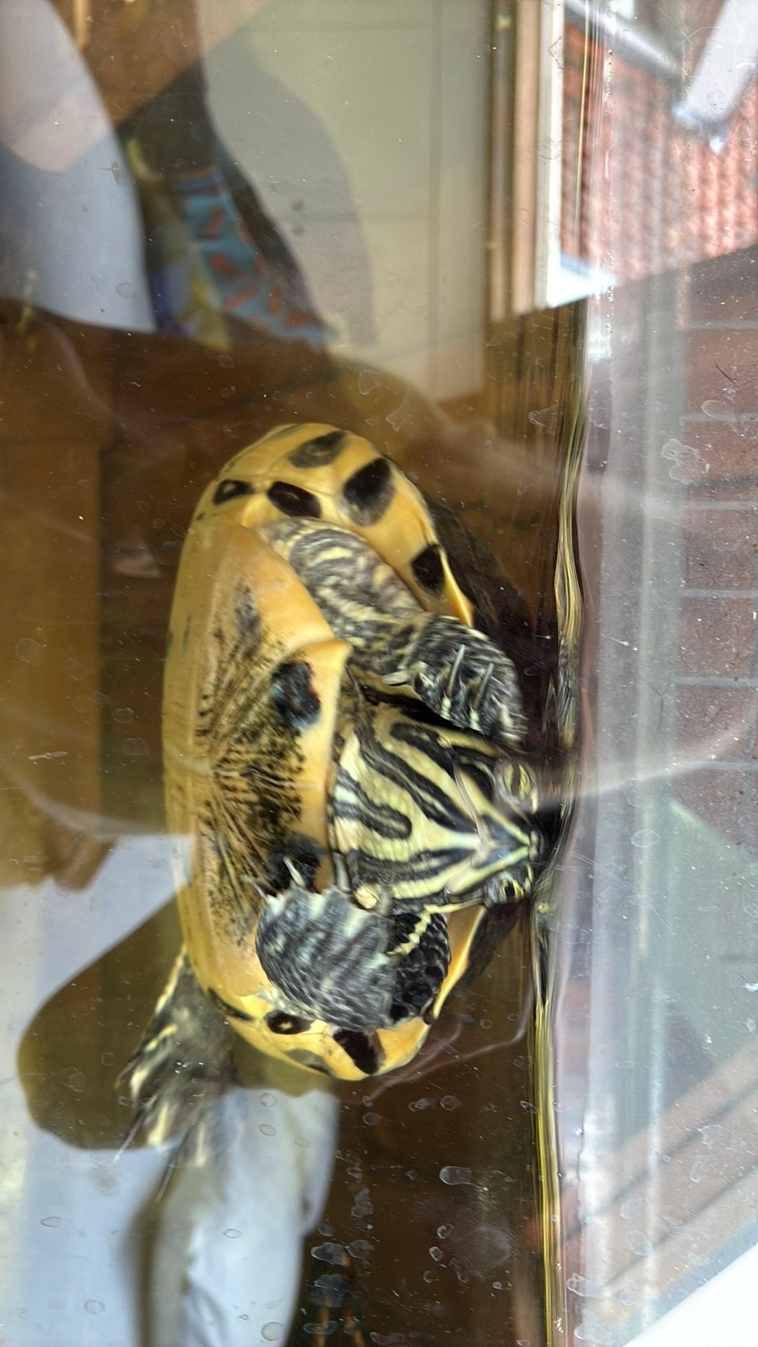 Grote geelwang schildpad, Schildpad, 7 tot 10 jaar