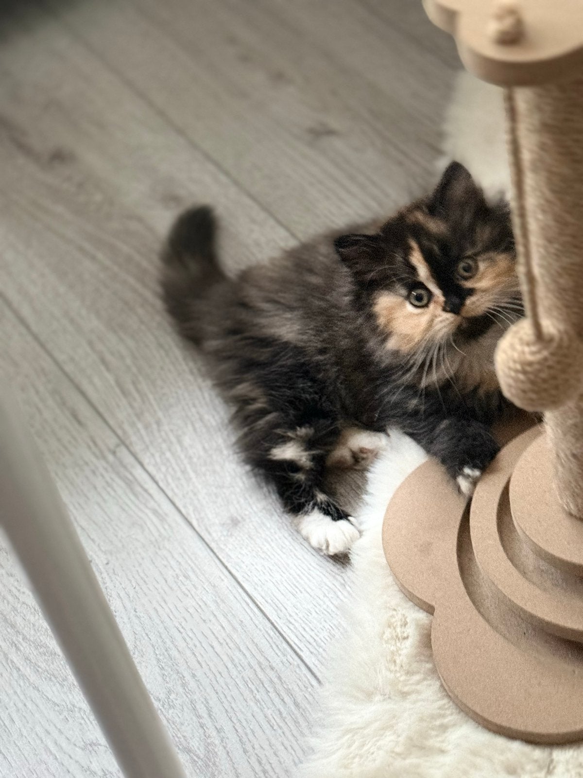 Perzische kittens, Meerdere dieren, Ontwormd, 0 tot 2 jaar