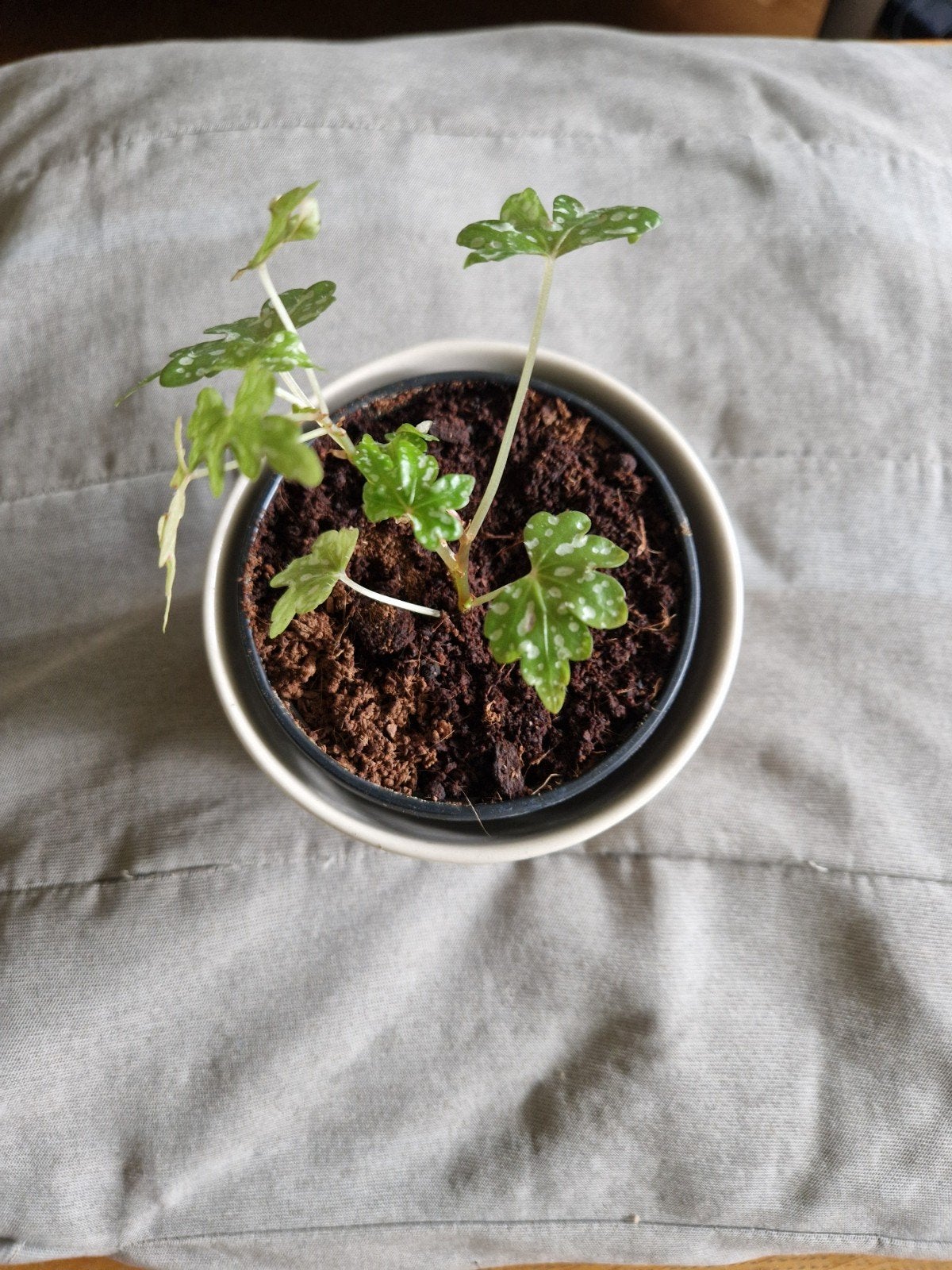 Begonia Dregei - Unieke Kamerplant, Ophalen, Overige soorten, Halfschaduw, In pot