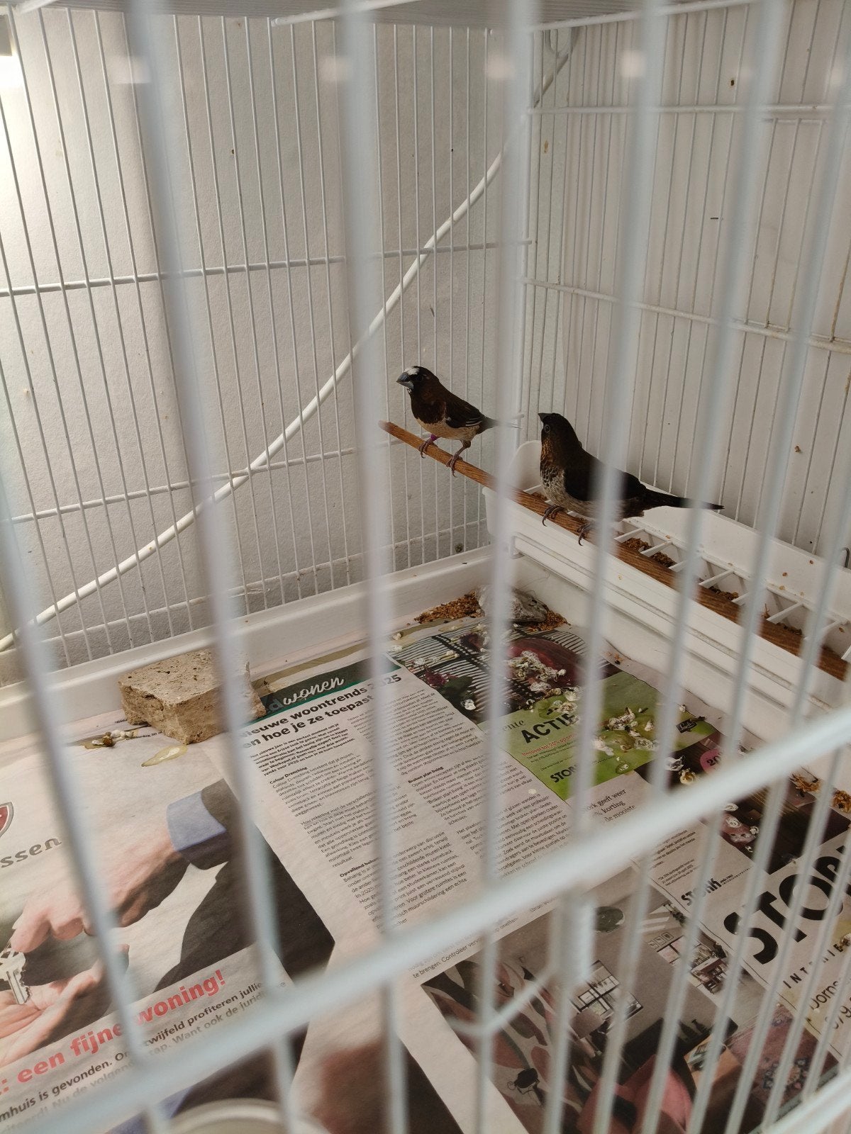 koppel Japanse meeuwen, Dieren en Toebehoren, Vogels | Overige Vogels, Meerdere dieren, Tropenvogel