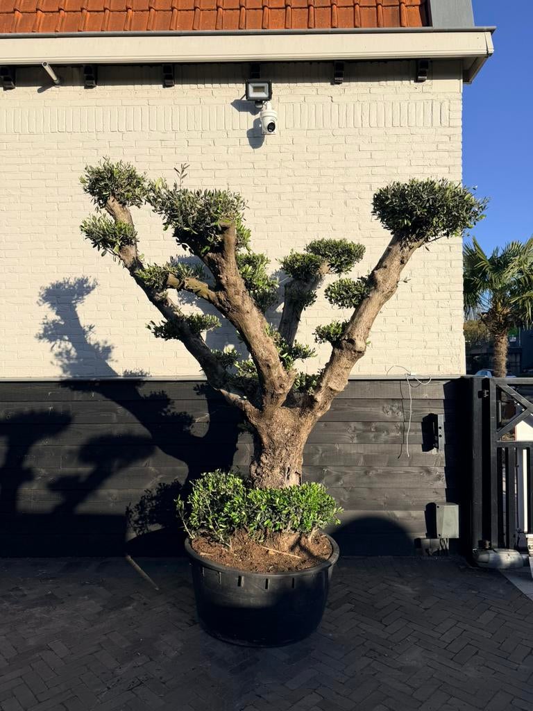 Mooie bonsai olijf plateau, Volle zon, Ophalen of Verzenden, 100 tot 250 cm, Olijfboom